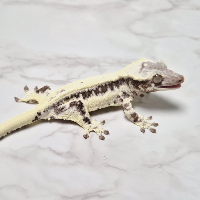 Lilly Axanthic