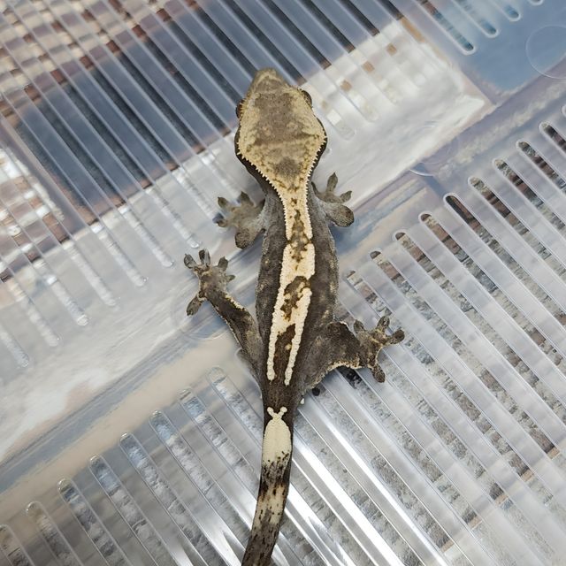 Het Axanthic Cappuccino