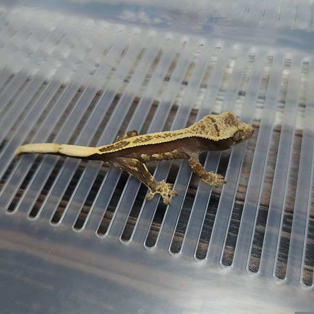 Pinstripe Het Axanthic