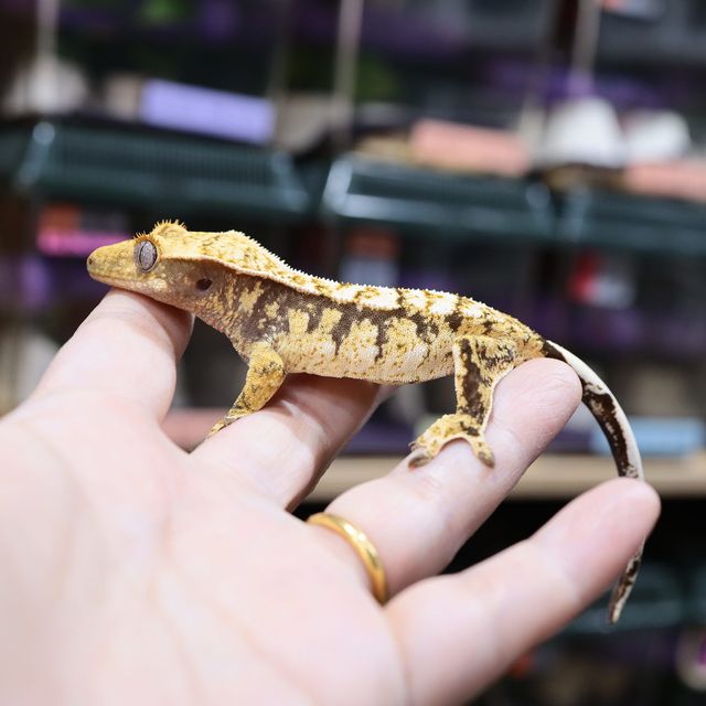 트라이 익스트림할리퀸