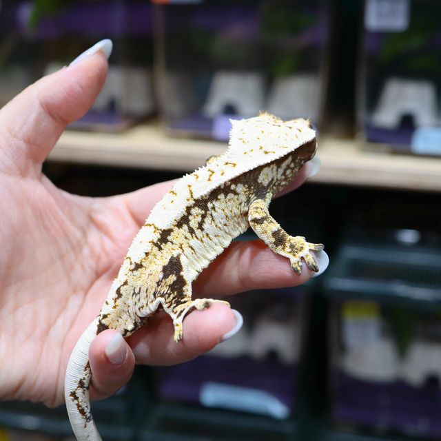 트라이 익스트림할리퀸