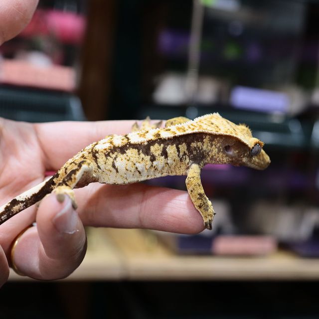 트라이 익스트림할리퀸