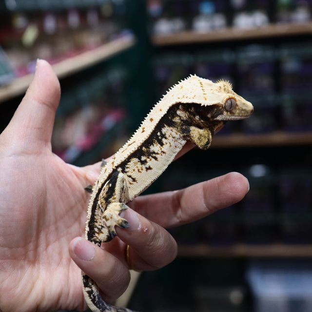 트라이 익스트림할리퀸