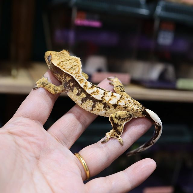 트라이 익스트림할리퀸