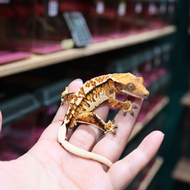 트라이 익스트림할리퀸