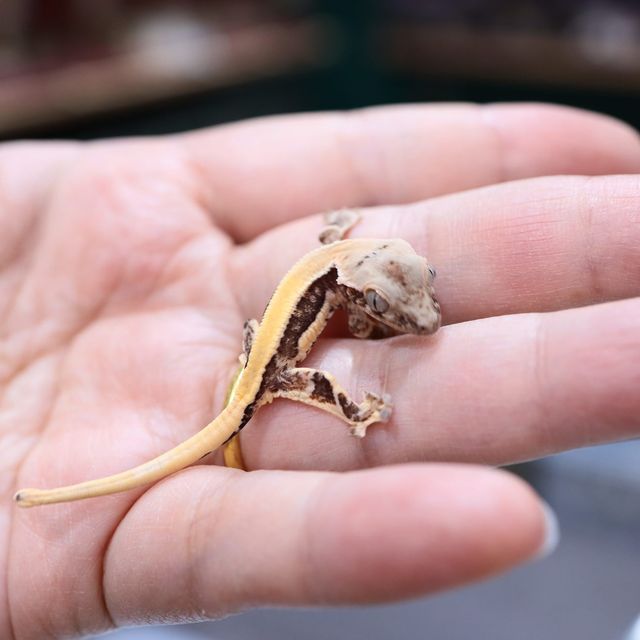 릴리화이트 솔리드백