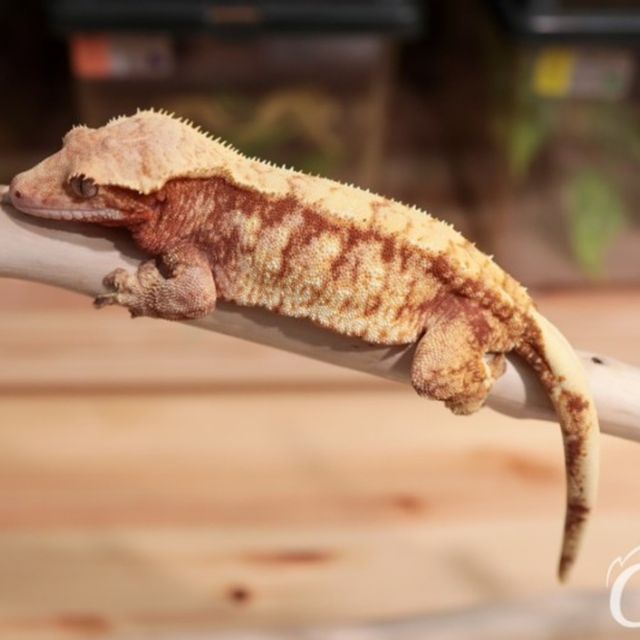 트라이 익스트림할리퀸 레드