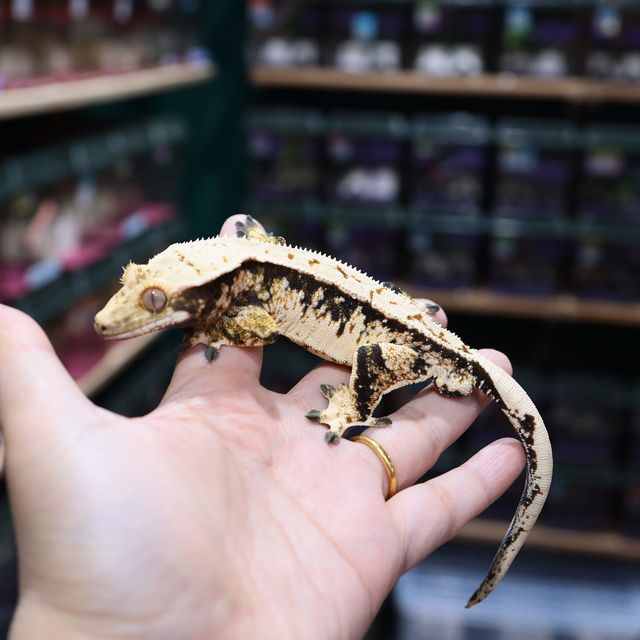 트라이 익스트림할리퀸