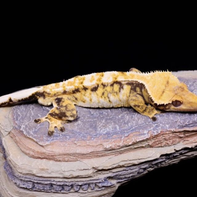 트라이 드리피 익스트림할리퀸