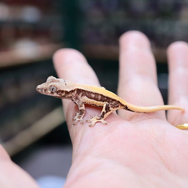 릴리화이트 솔리드백