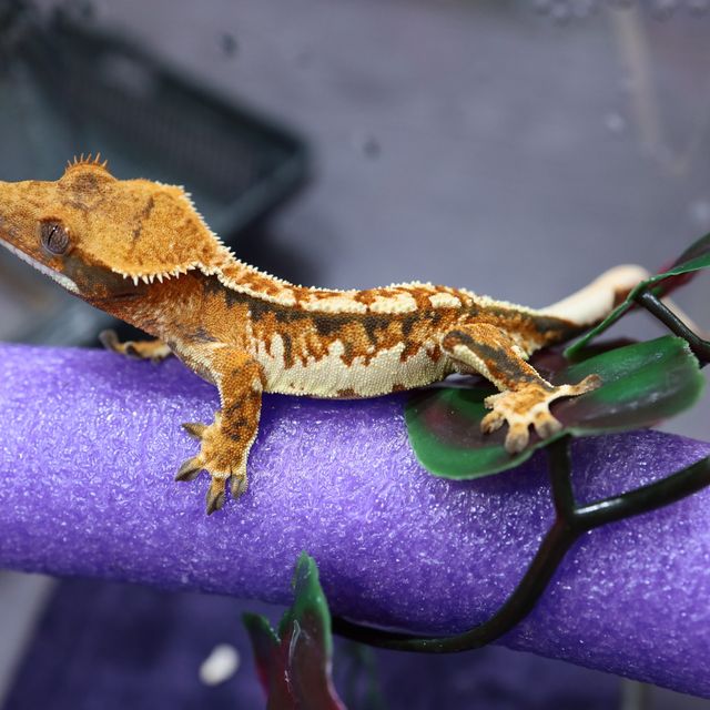 트라이 익스트림할리퀸