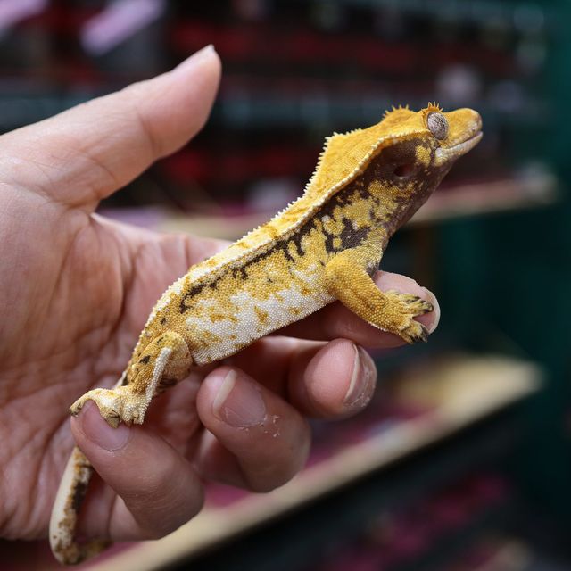 트라이 드리피 익스트림할리퀸