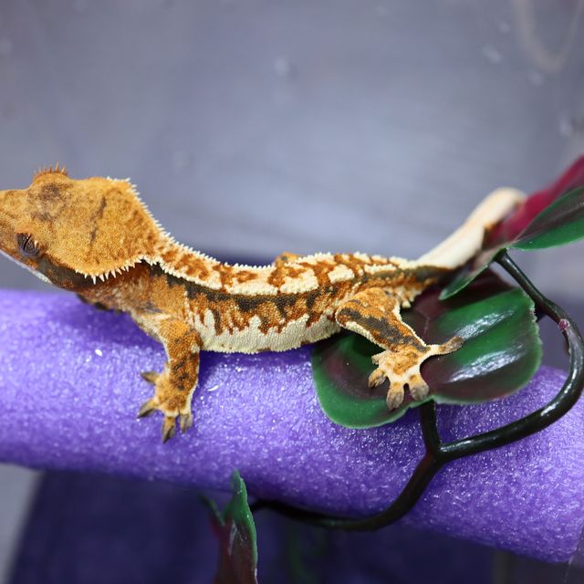 트라이 익스트림할리퀸