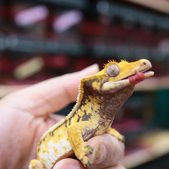 트라이 드리피 익스트림할리퀸