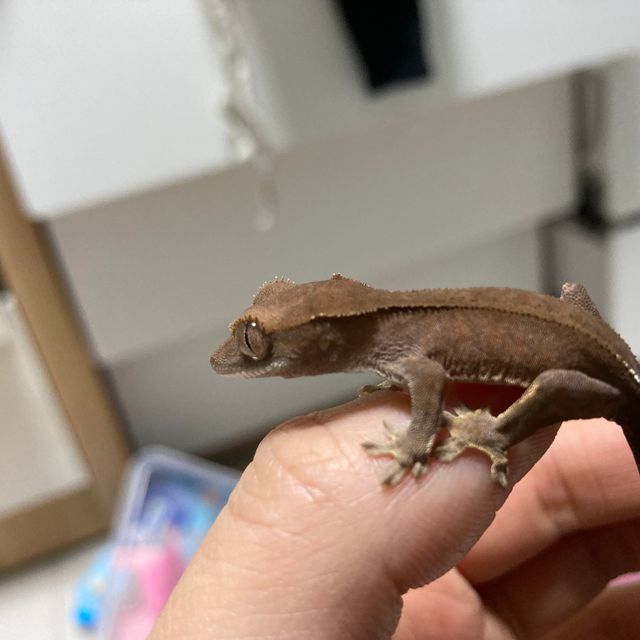 카푸치노 챠콜 다크