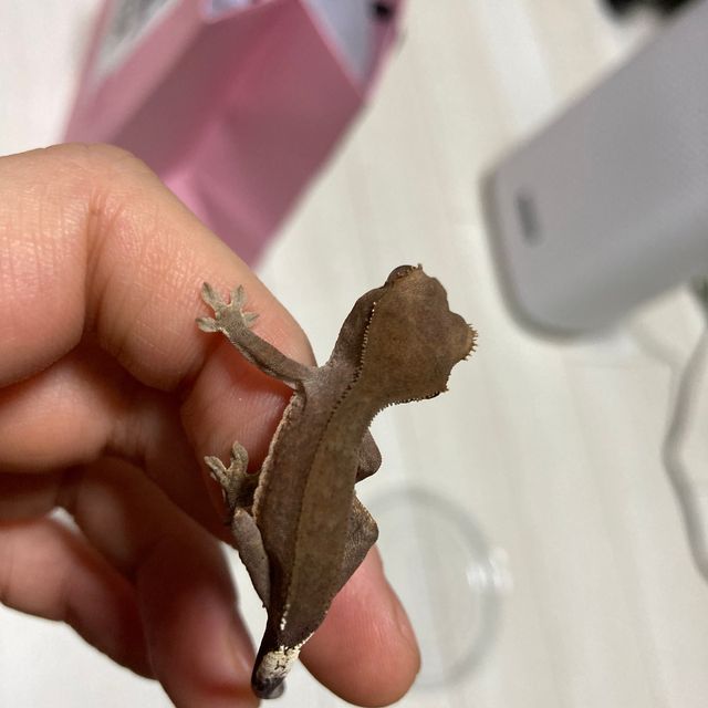 카푸치노 챠콜 다크