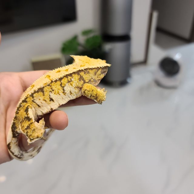 트라이 익스트림할리퀸