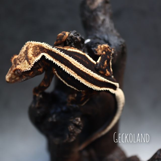 엠티백 슈퍼스트라이프 다크