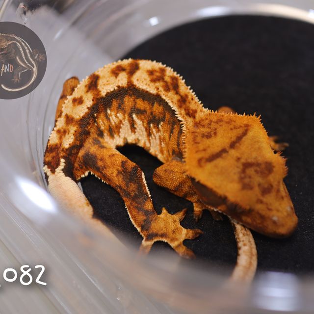 텐저린 트라이 익스트림할리퀸