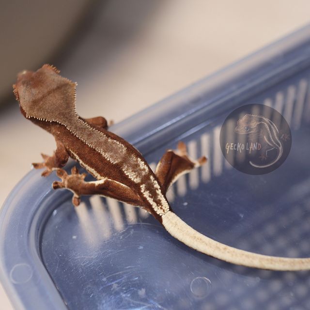 릴리화이트 팬텀 레드