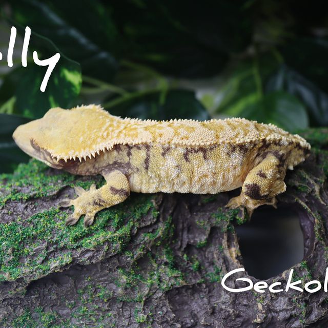 레이지 트라이 익스트림할리퀸