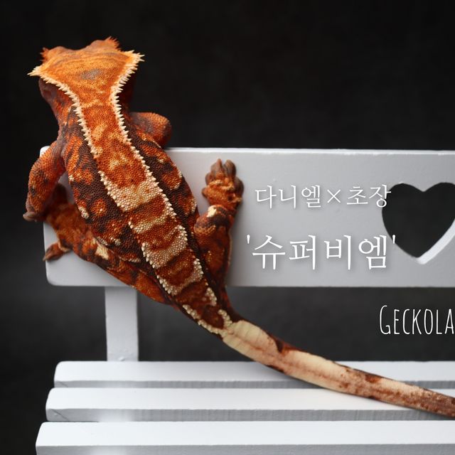 텐저린 트라이 익스트림할리퀸