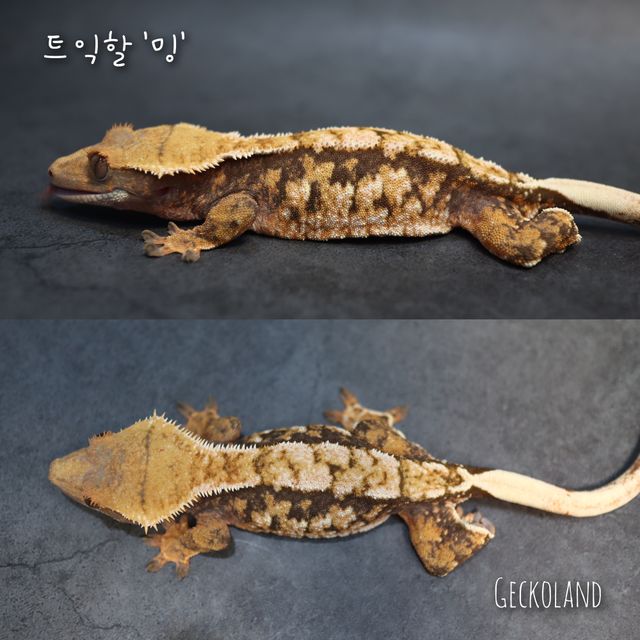 트라이 익스트림할리퀸