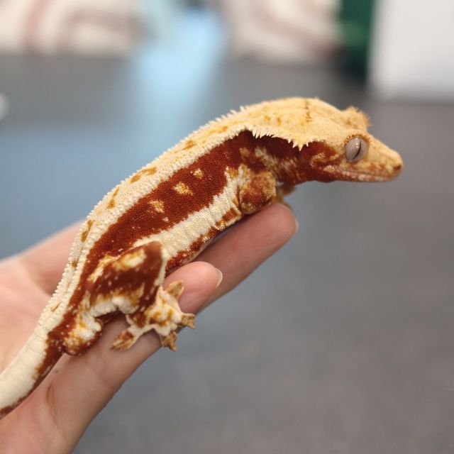 레드 릴리화이트