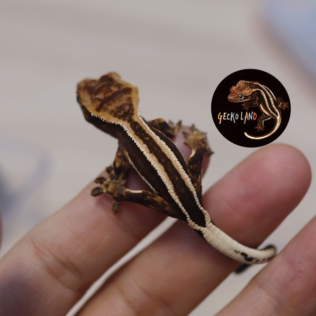 다크 엠티백 슈퍼스트라이프