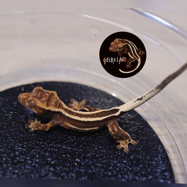 다크 엠티백 슈퍼스트라이프