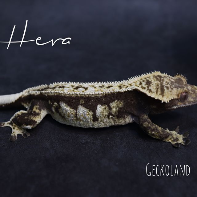 젠젝스 블랙 화이트