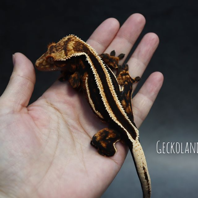 엠티백 슈퍼스트라이프 다크