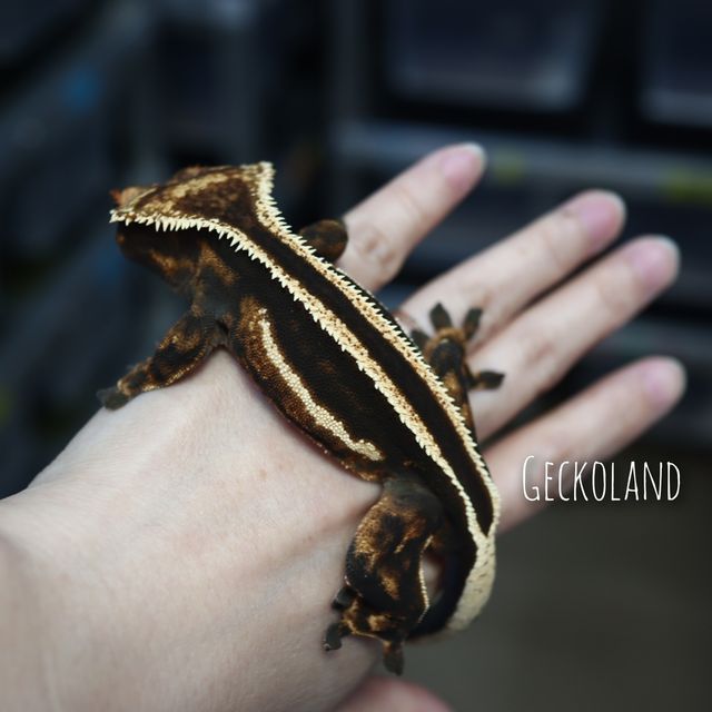 엠티백 슈퍼스트라이프 다크