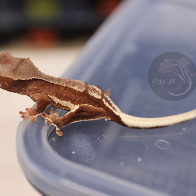 릴리화이트 팬텀 레드