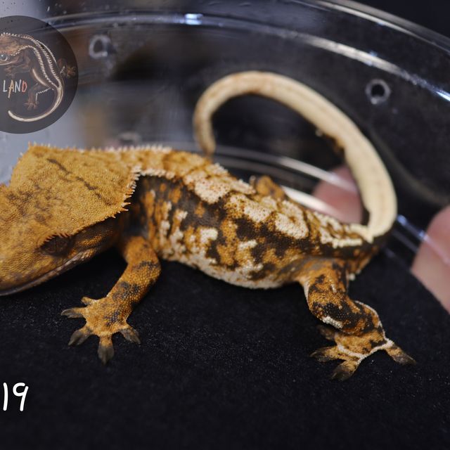 텐저린 트라이 익스트림할리퀸