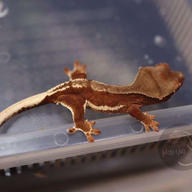 릴리화이트 팬텀 레드