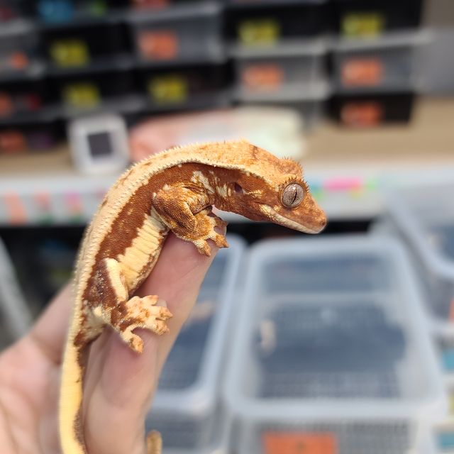 릴리화이트 레드