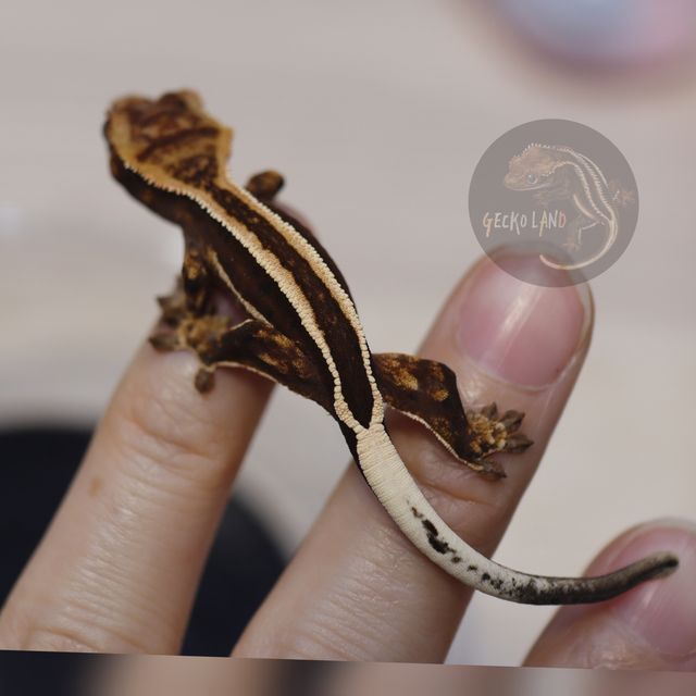 다크 엠티백 슈퍼스트라이프