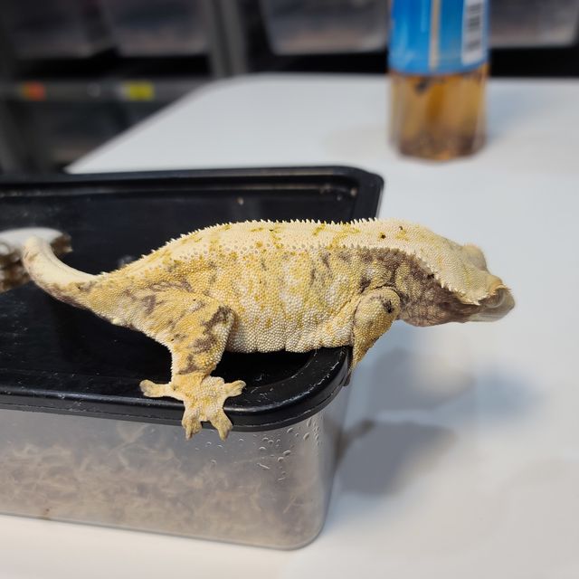 레이지 트라이 익스트림할리퀸