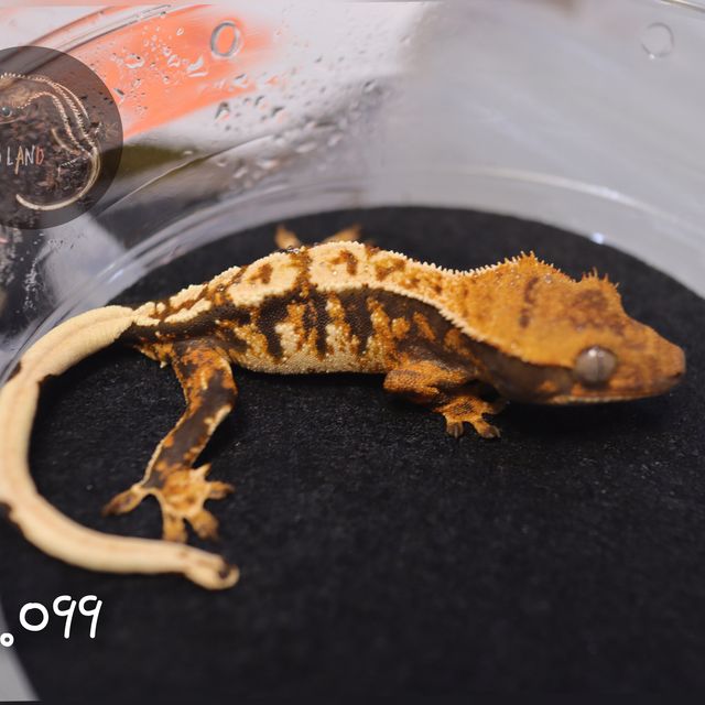 텐저린 트라이 익스트림할리퀸