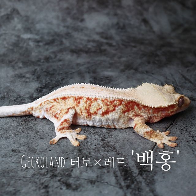 레드 릴리화이트