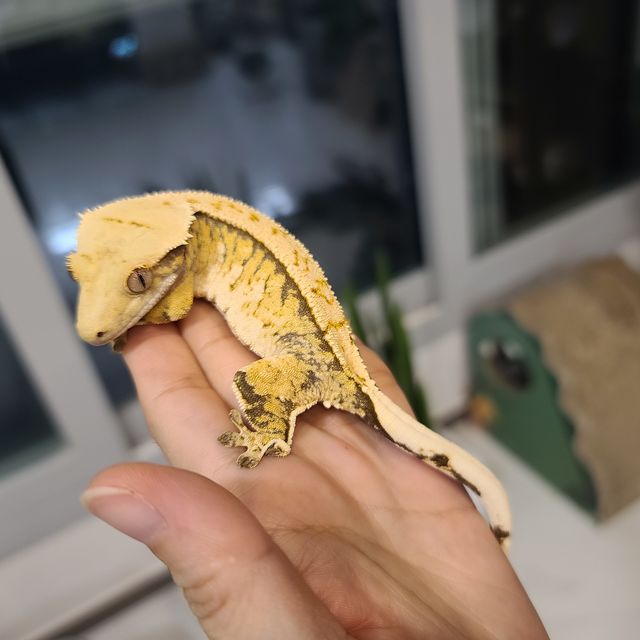 레이지 트라이 익스트림할리퀸