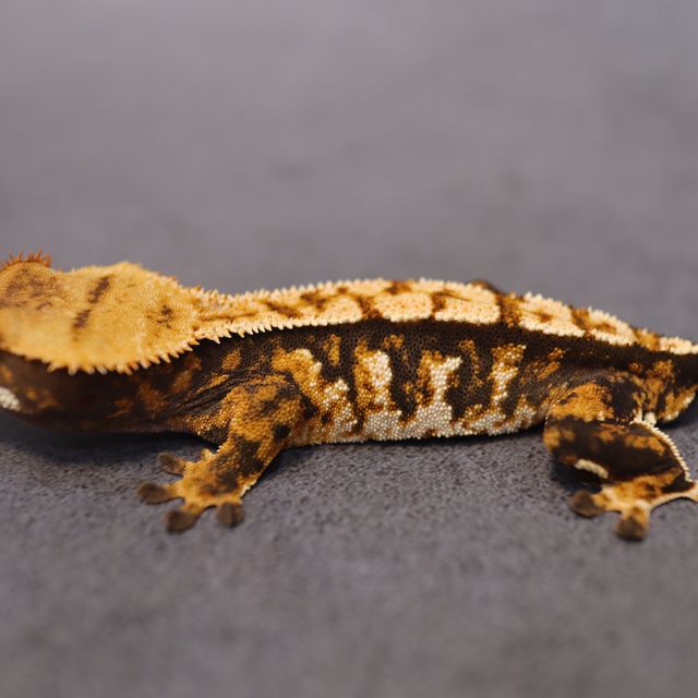 트라이 익스트림할리퀸